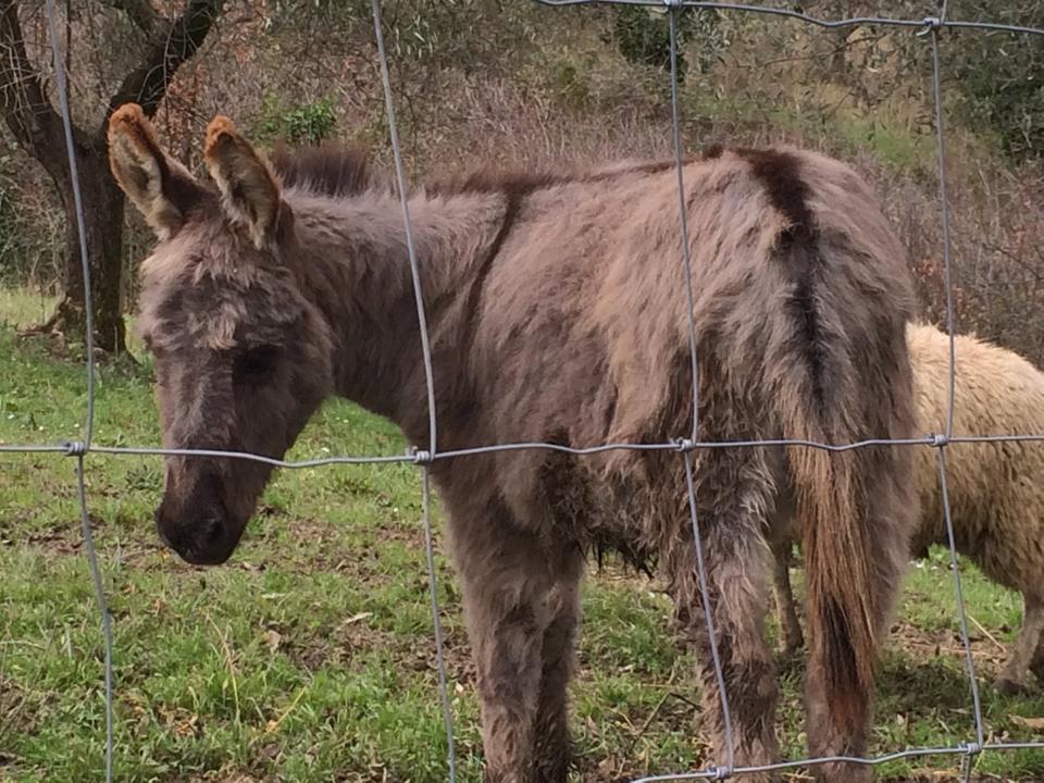 סנטה לוצ'ה Podere Cortesi Agriturismo Molinaccio מראה חיצוני תמונה